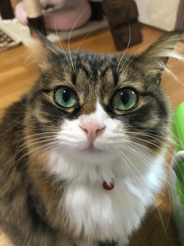 もも
