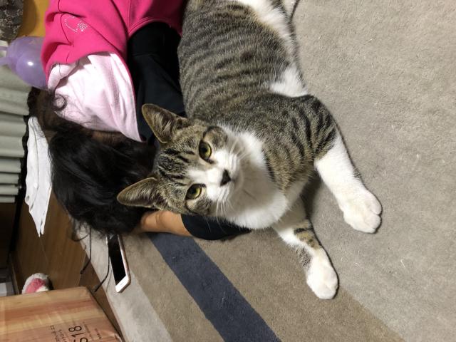 がっちゃん