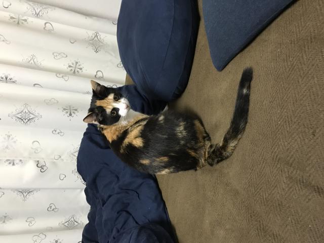 ふぁる