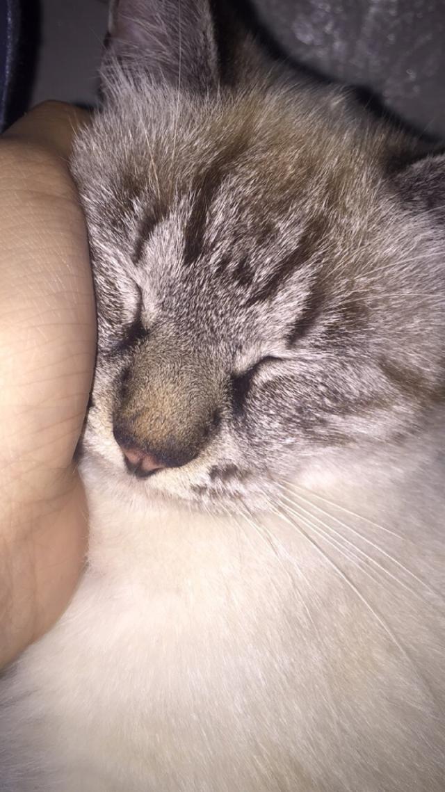 チャー