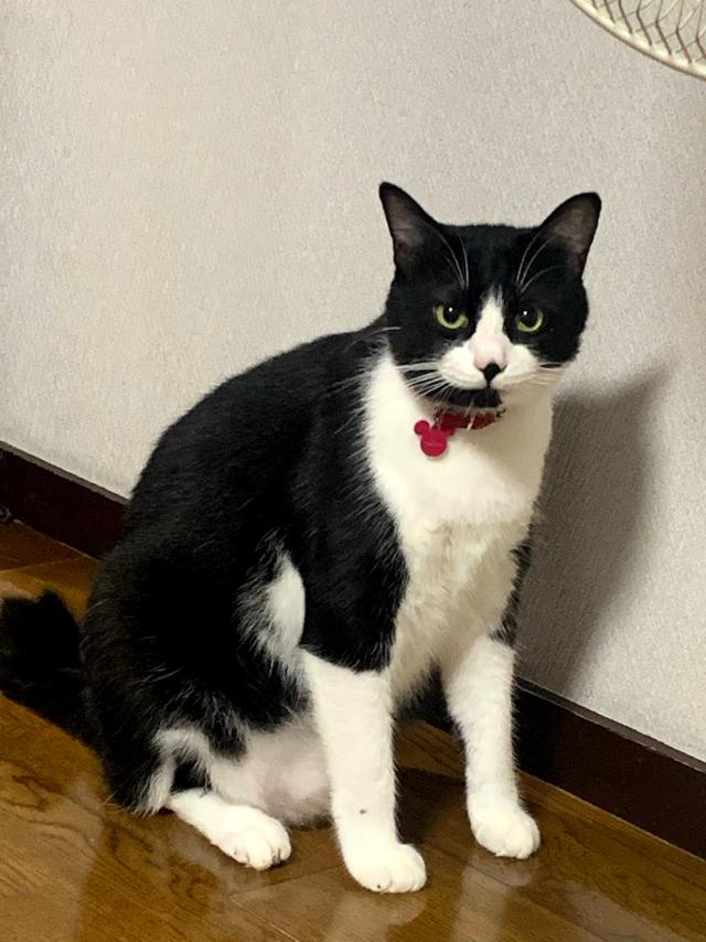 トム