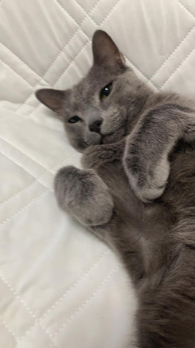 あずき