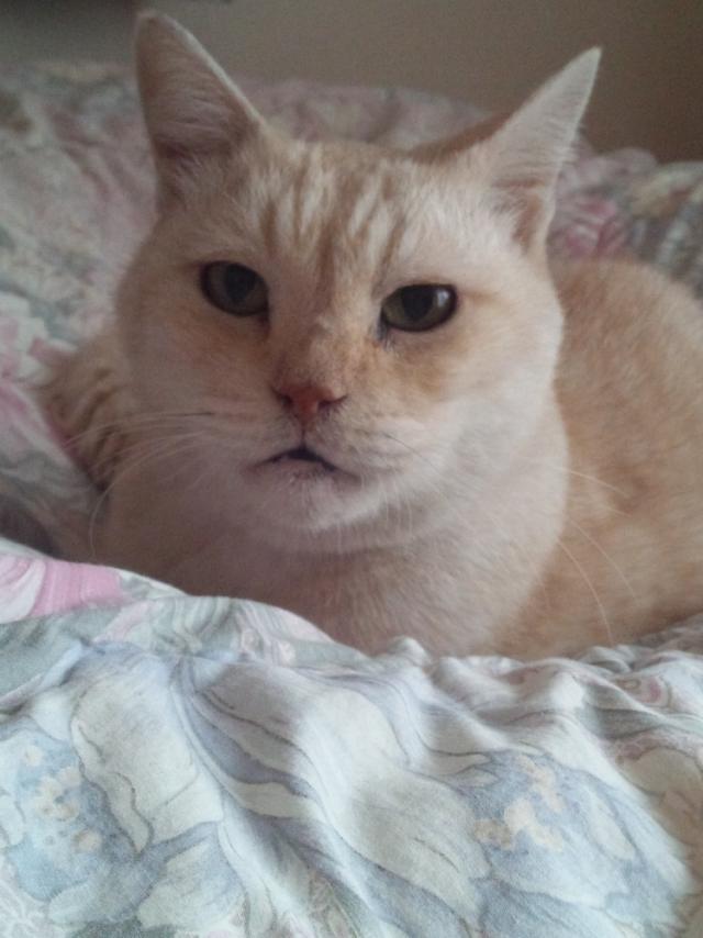 にゃた