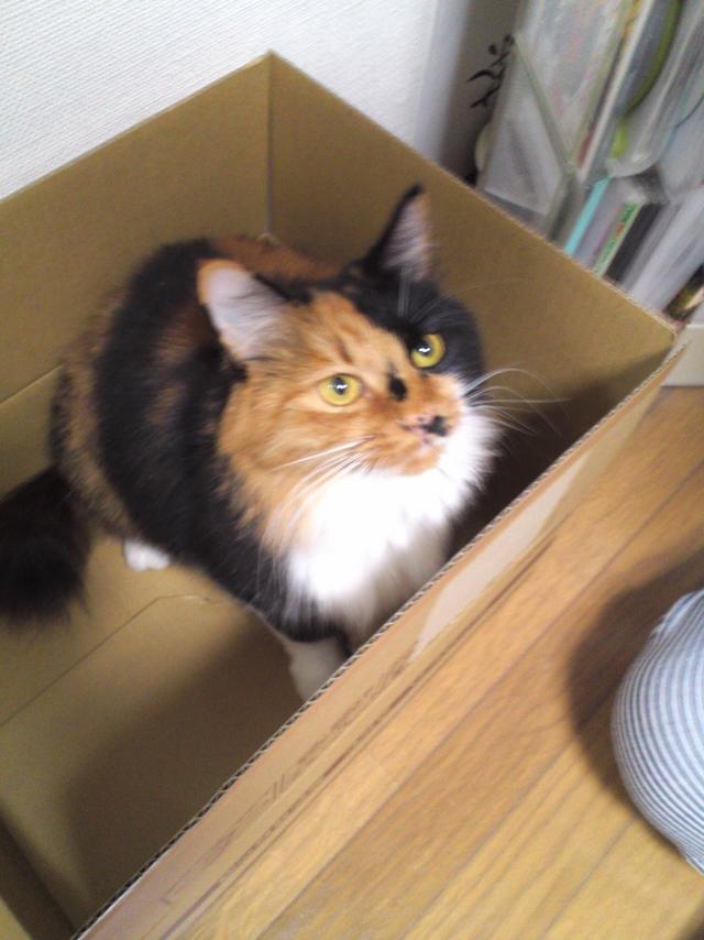 みけにゃん