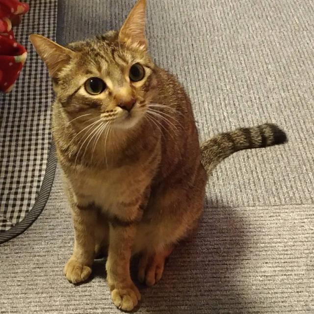 くぅちゃん