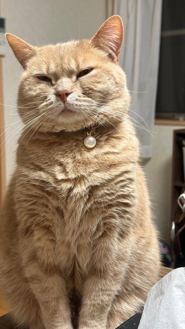 チー太郎