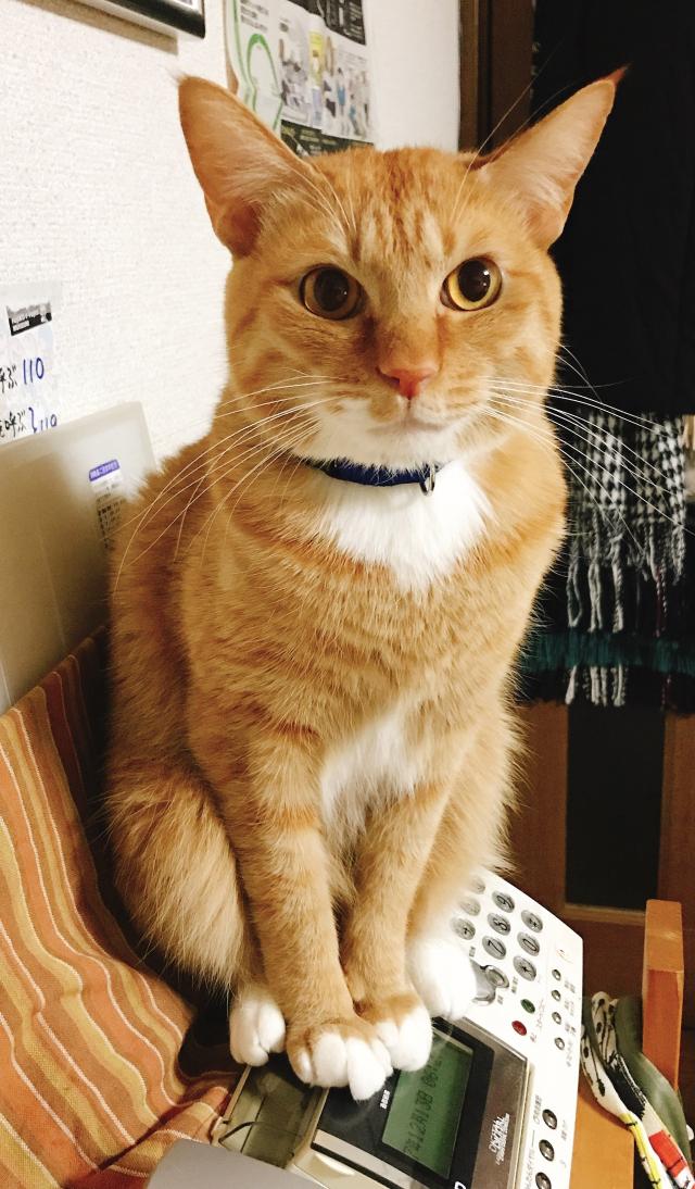チャオズ