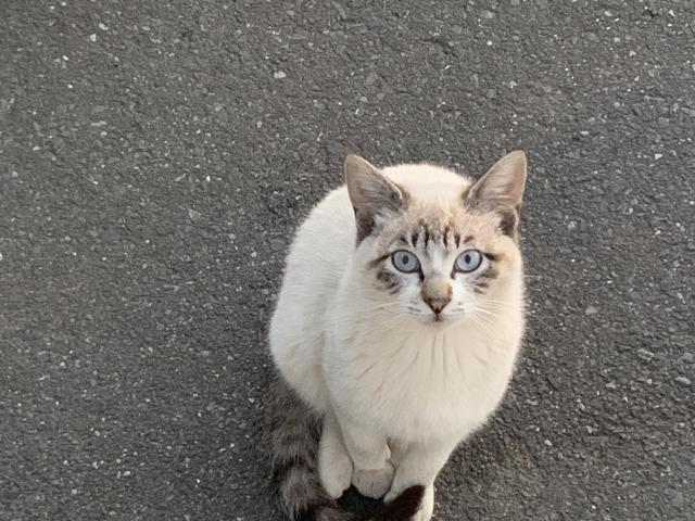 白ちゃん