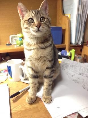 茶々(チャチャ)