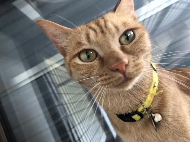ねこ