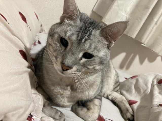 バステト