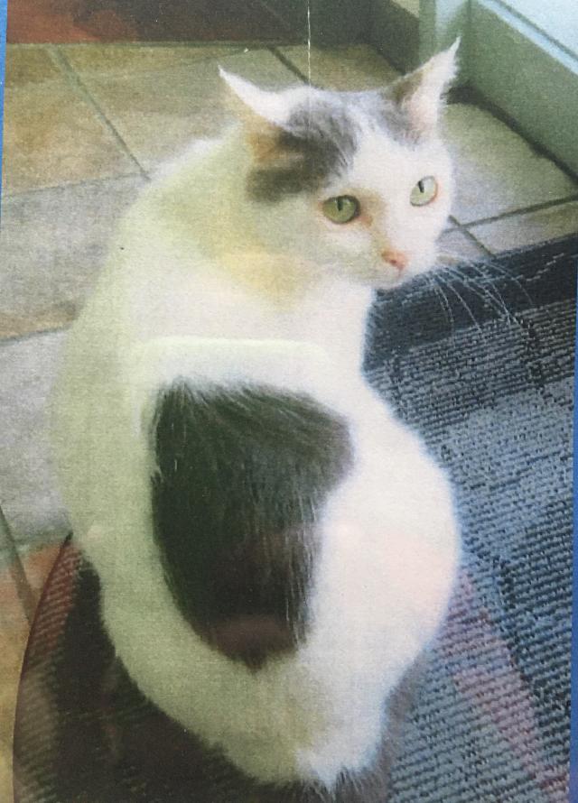 ニャンタマ
