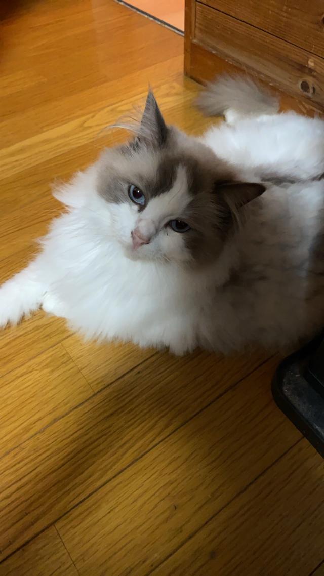 ベル