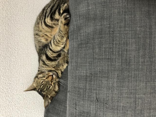 コテツ