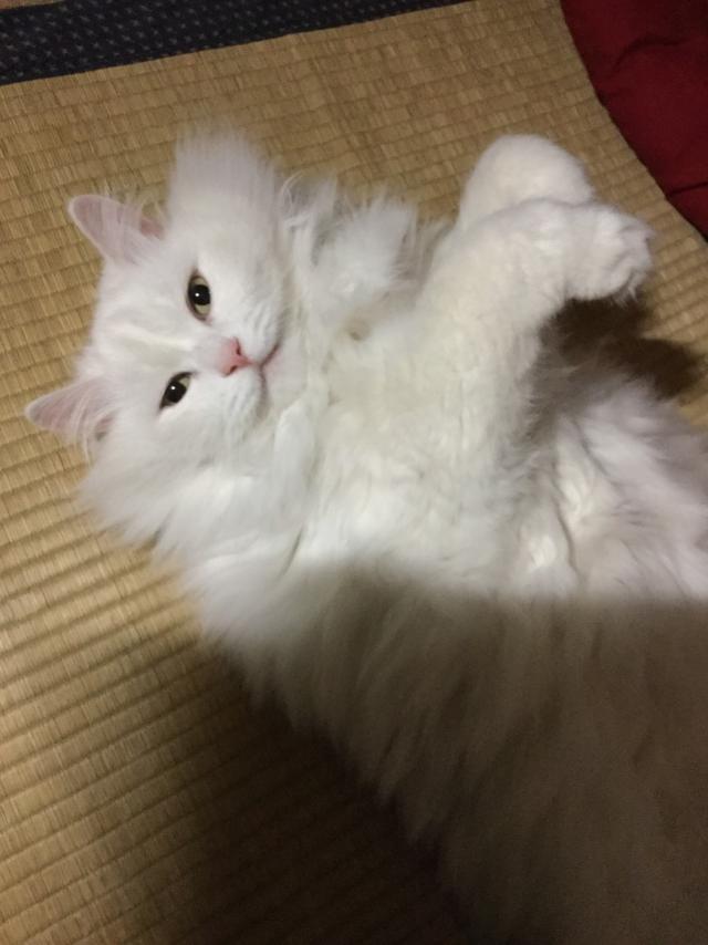 チロ太
