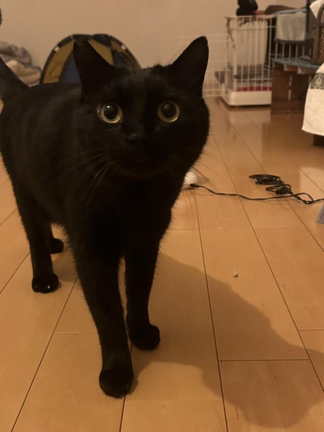 ポム