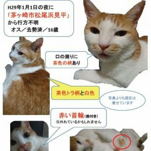まろ  去勢オス  １４歳