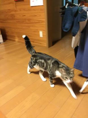 モモ