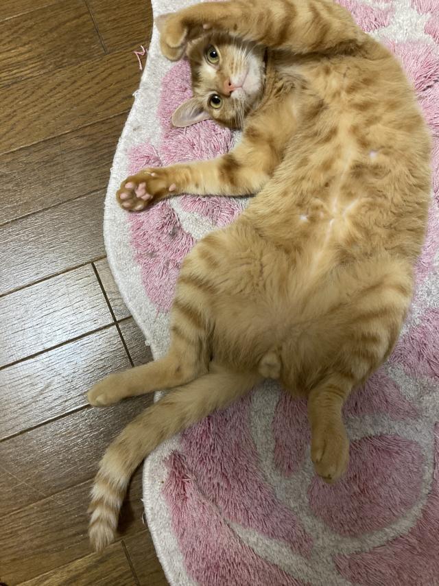にゃめこたろう