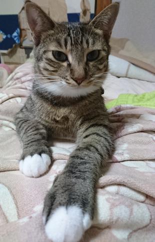 しまこ