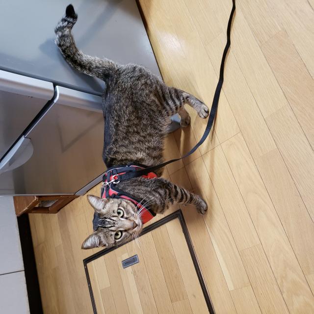 あずき