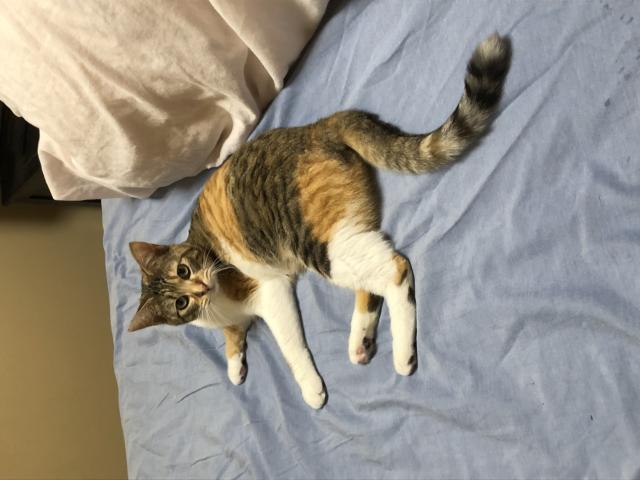 ラナ