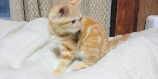 ミル