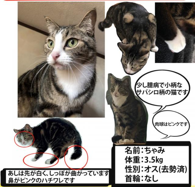 ちゃみ