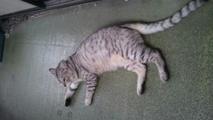 ねこ
