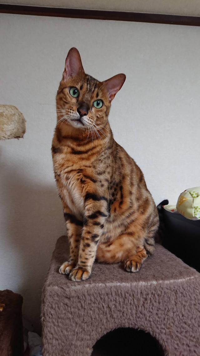 コタロウ