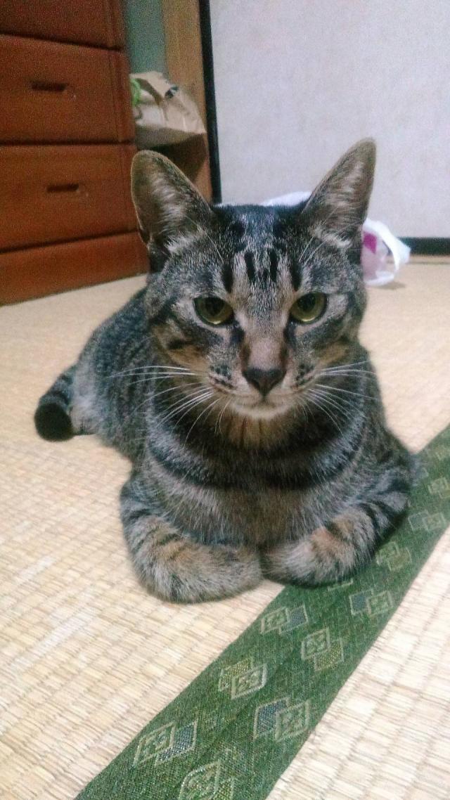 ちび