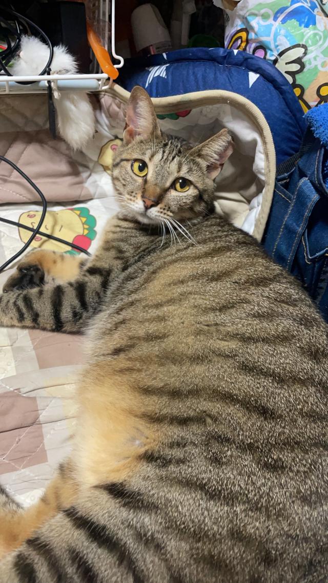 いくら