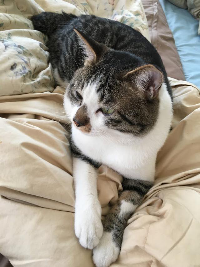 ミャー