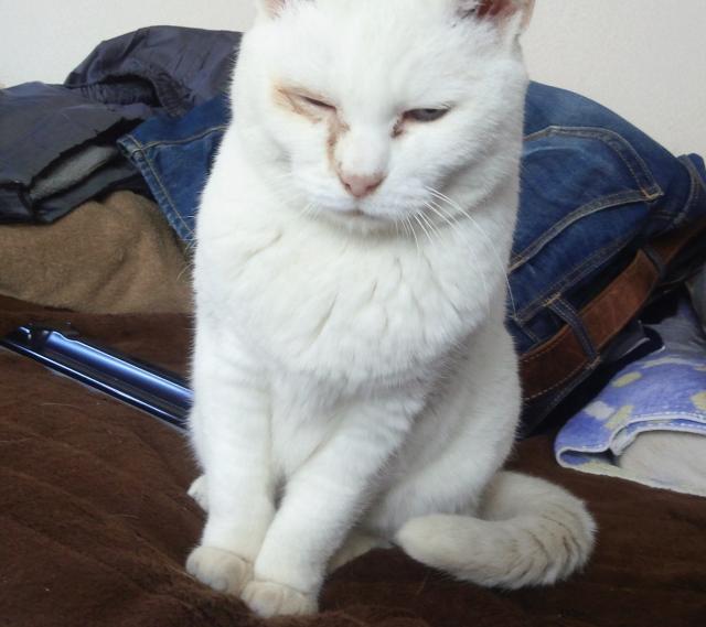 みーこ