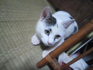さる