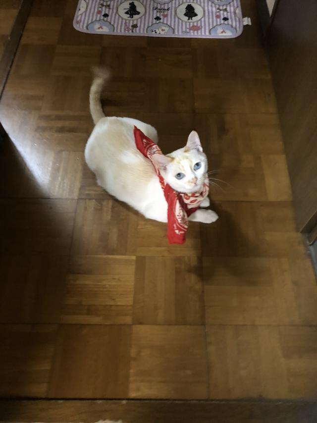 ひめ