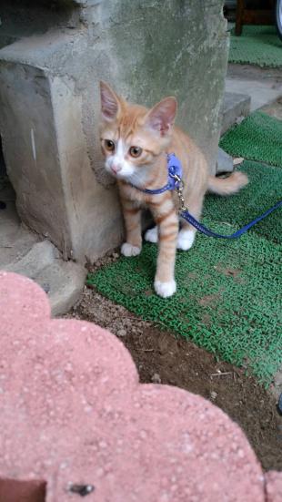 ジュニア