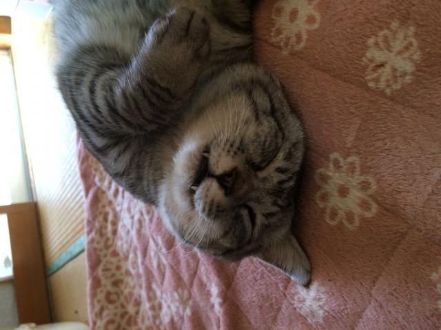 こさば