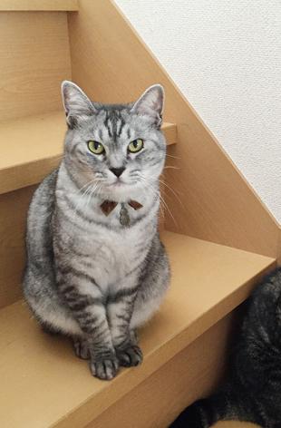 モナ