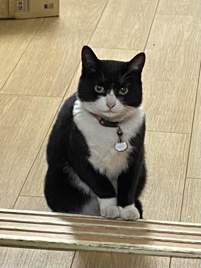 さくら