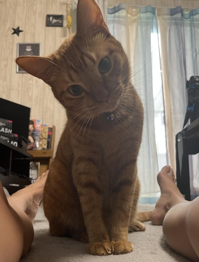 トラ助