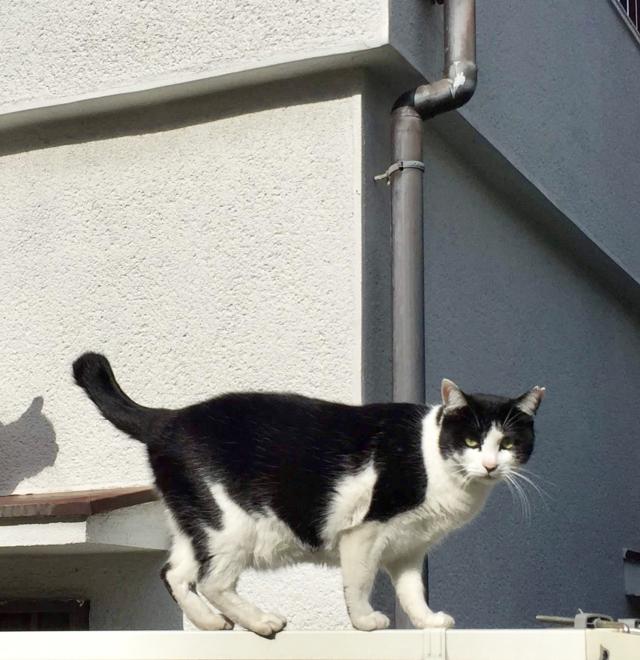 クロ
