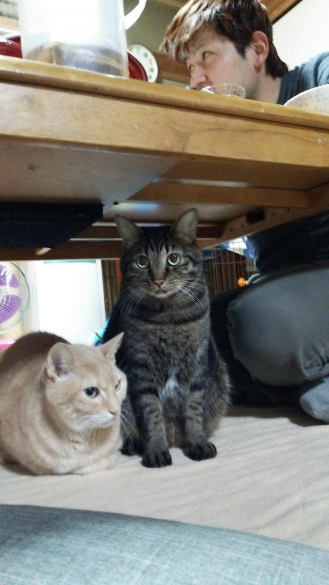 クー