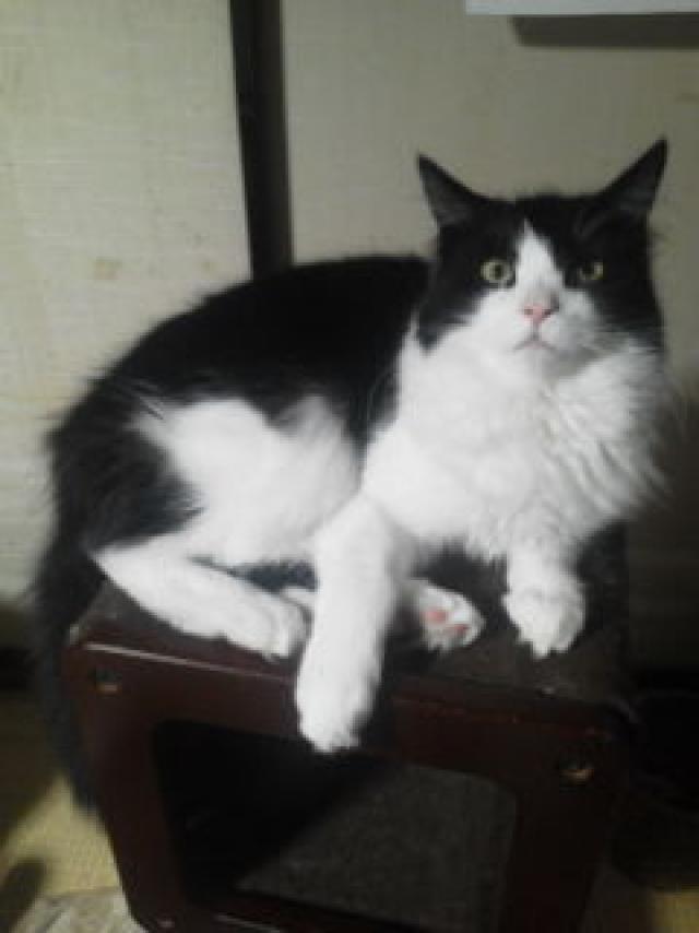 チビ