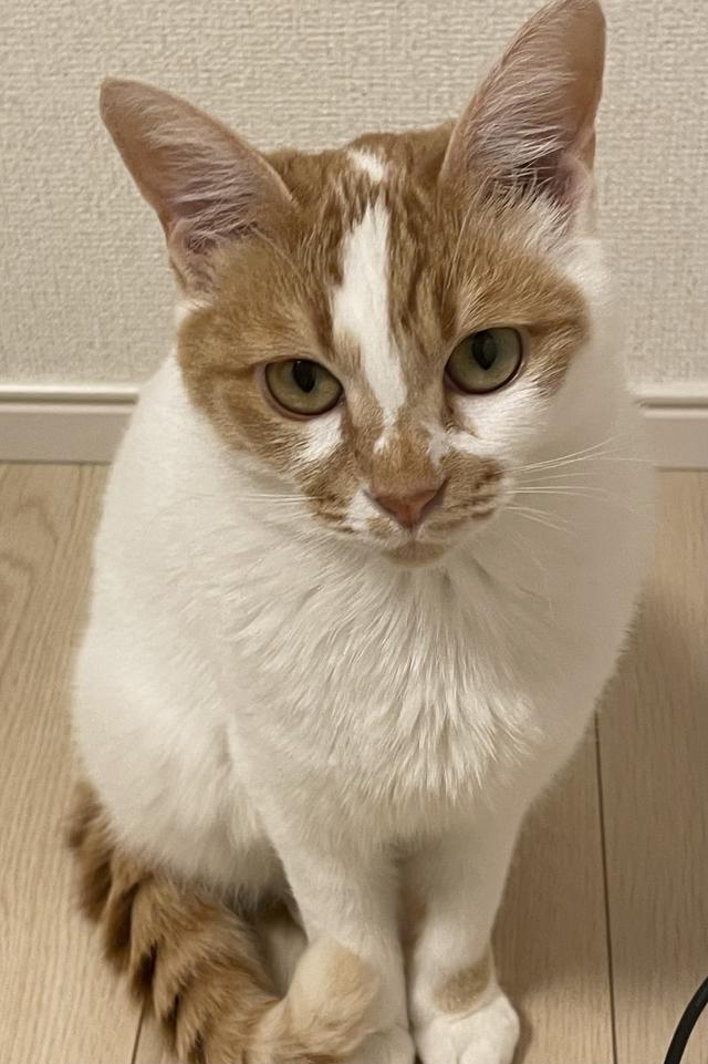 しゃけ