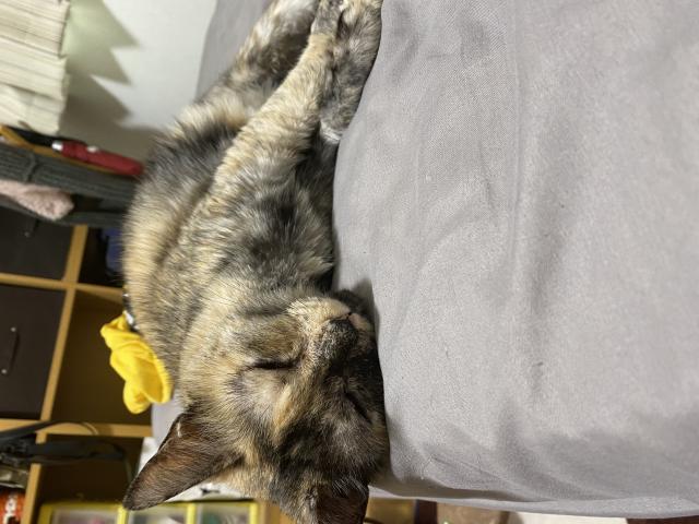 もえ