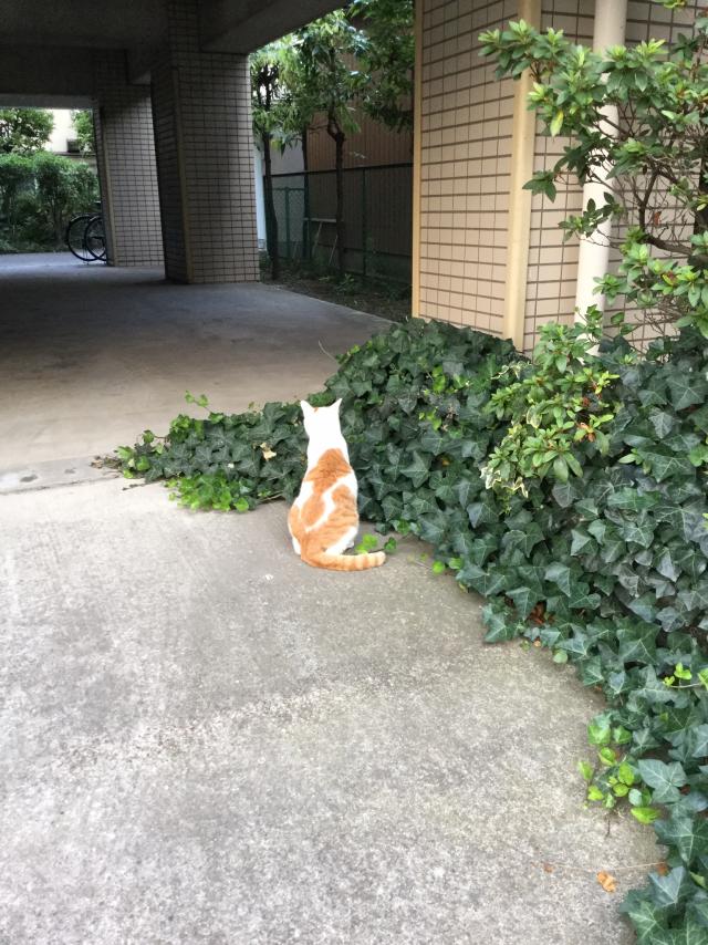 ハチフク