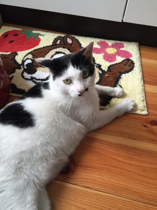 にゃーちゃん