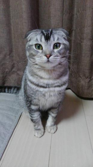ポッポ