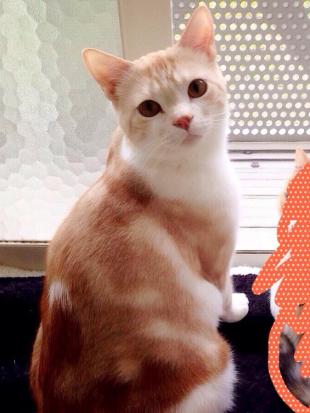 せいのすけ